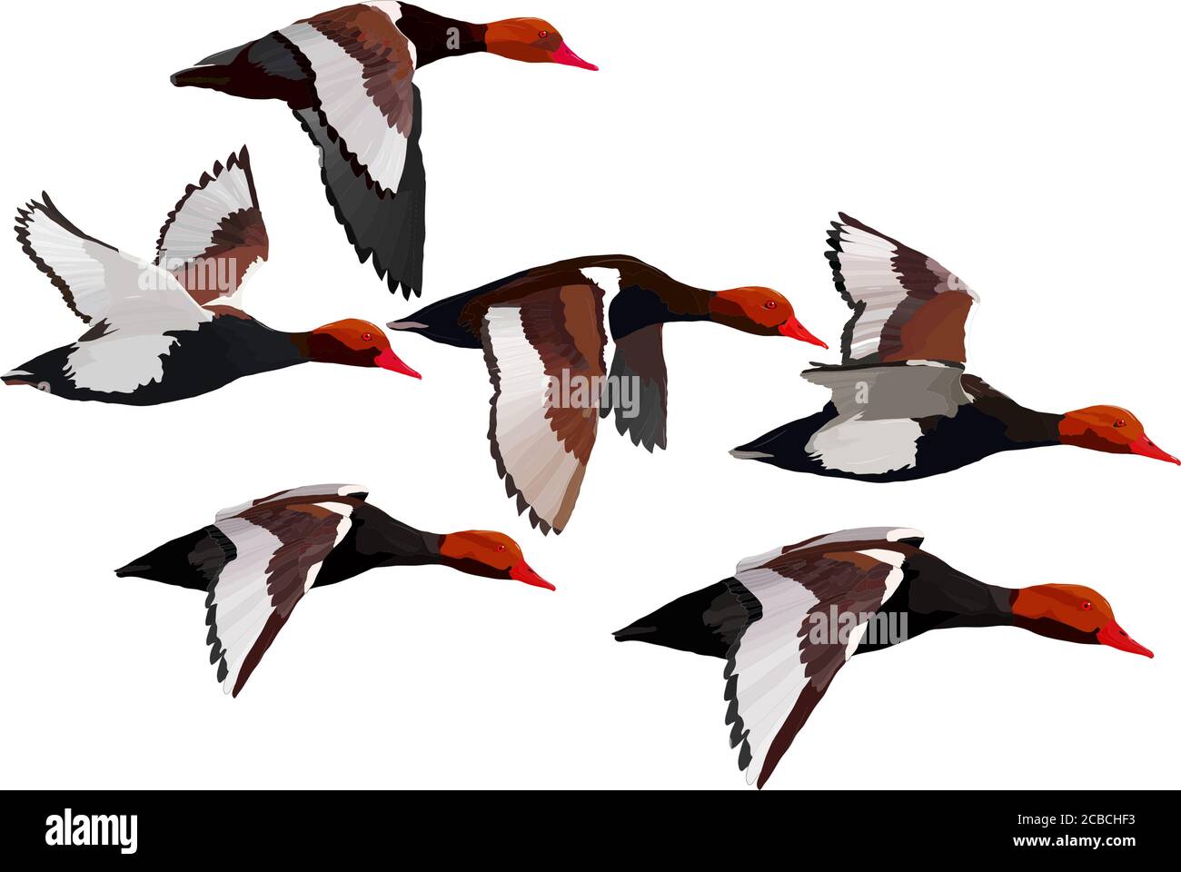 Anatra volante. Immagine vettoriale realistica. Sfondo bianco. Anatra comune: Red crested Pochard. Netta rufina. Illustrazione Vettoriale