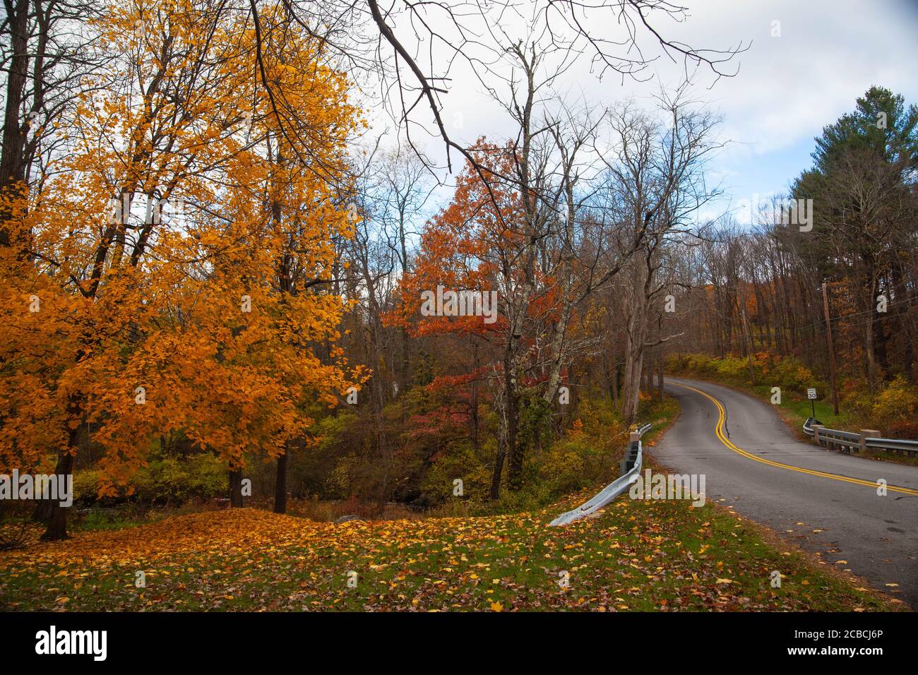 Alberi di caduta, strada e foglie gialle sul terreno nella contea di Litchfield Connecticut, Stati Uniti Foto Stock