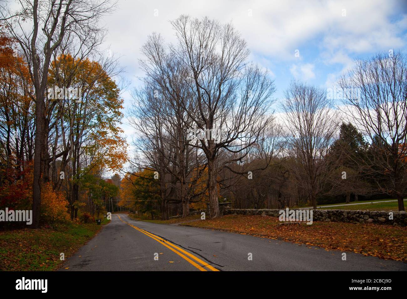 Alberi con fogliame giallo e arancio, alberi senza foglie, e strada grigia nella contea di Litchfield, Connecticut, Stati Uniti Foto Stock