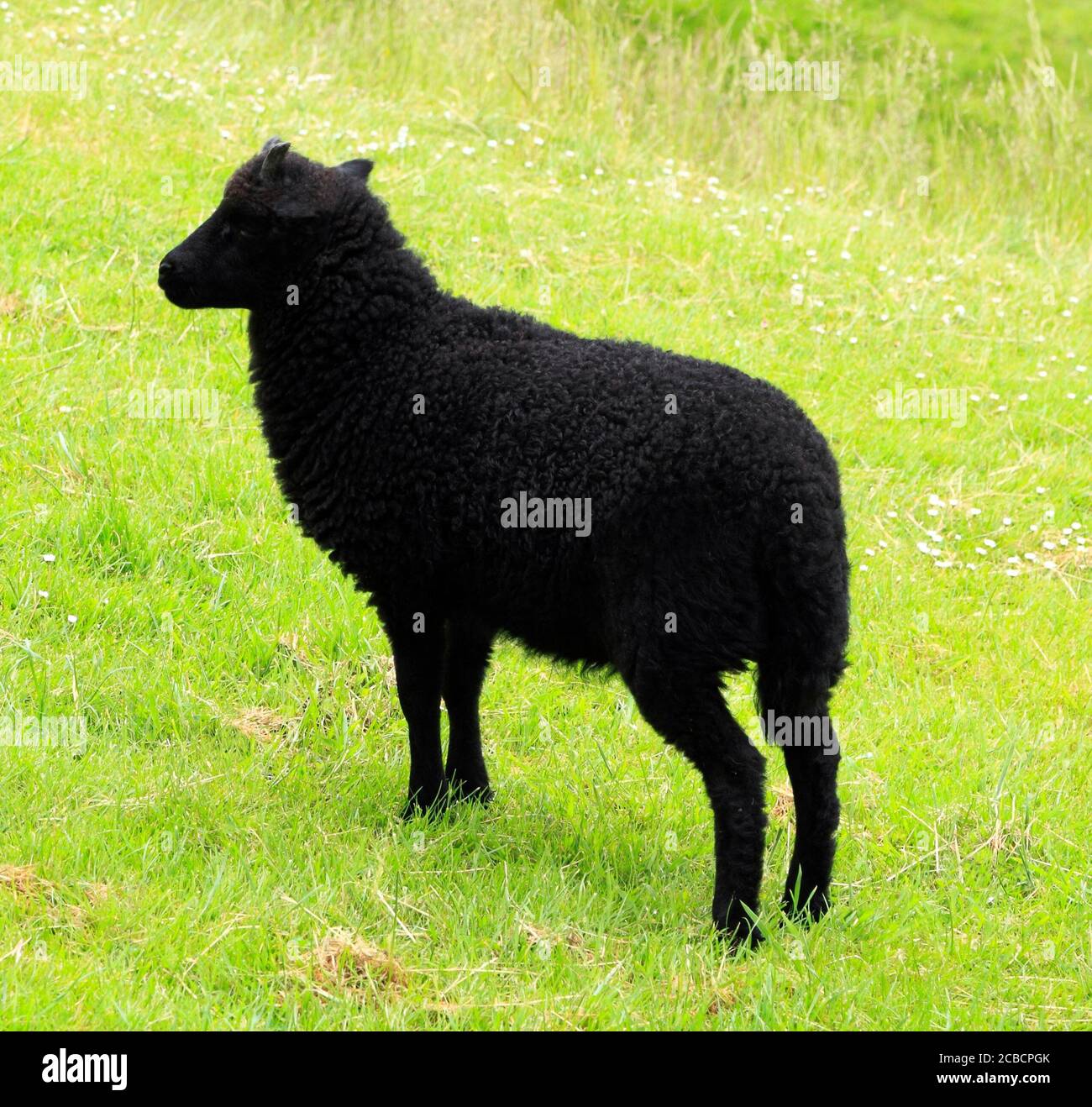 Black Moorland Sheep, Hutton le Hole, North Yorkshire Moors, Inghilterra, Regno Unito Foto Stock
