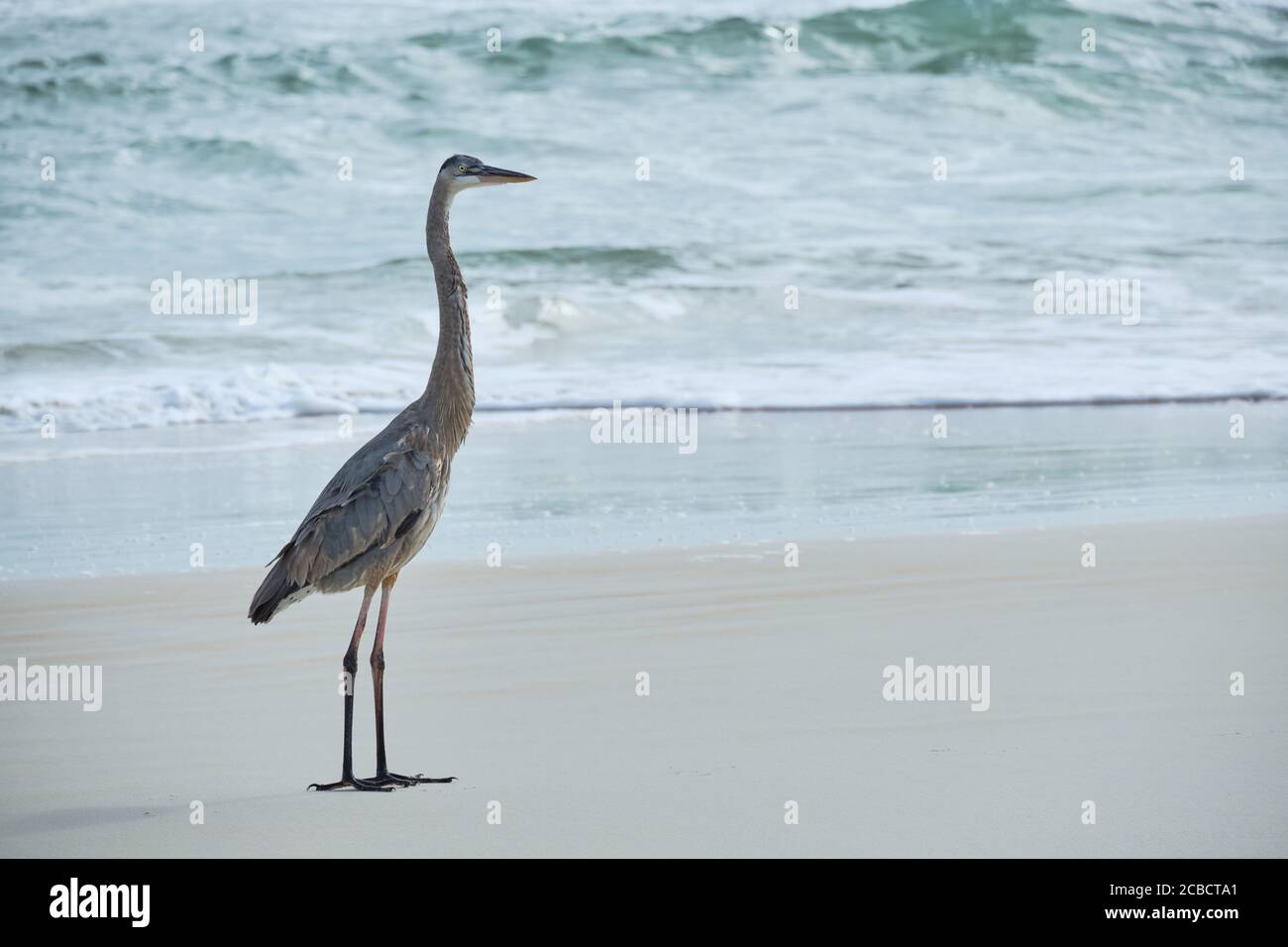 Grande Blue Heron con un occhio sul fotografo aspetta il suo prossimo pasto a comparire nelle onde fuori di a. Florida spiaggia Foto Stock