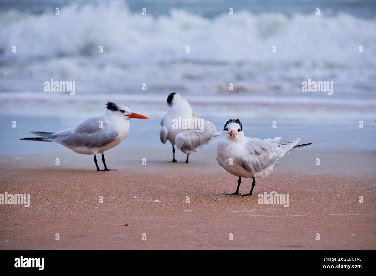 Guardandomi. Uno dei tre Royal Terns guarda direttamente la fotocamera, mentre un altro offre una vista del profilo. Ormond Beach, Florida, Stati Uniti Foto Stock