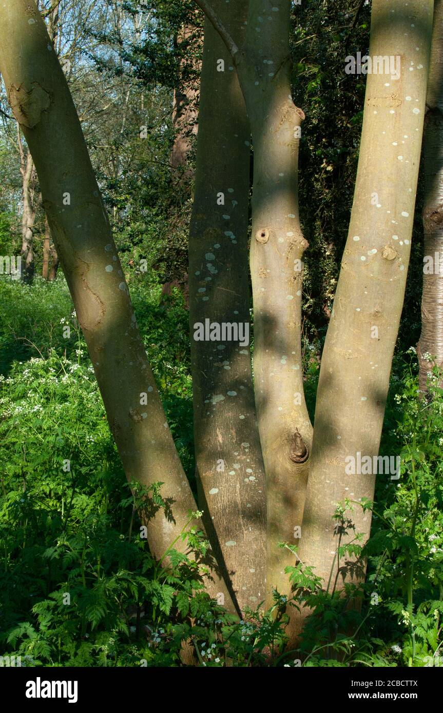 tronchi d'albero Foto Stock