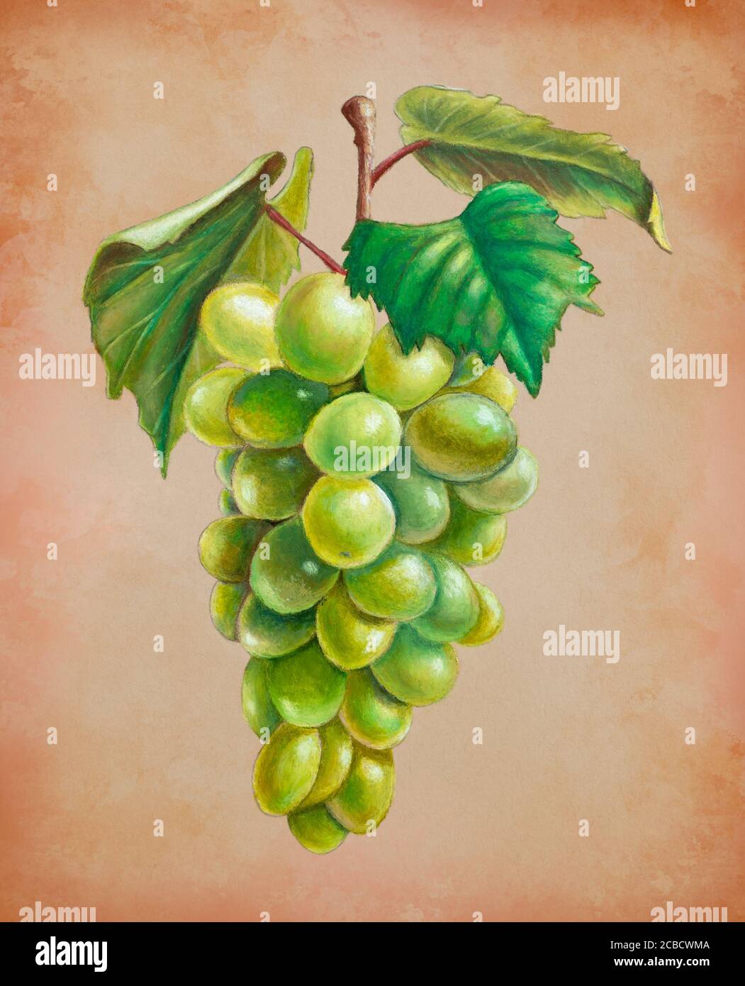 Dipinto a olio pastello di alcune uve bianche. Illustrazione tradizionale su carta a toner. Foto Stock