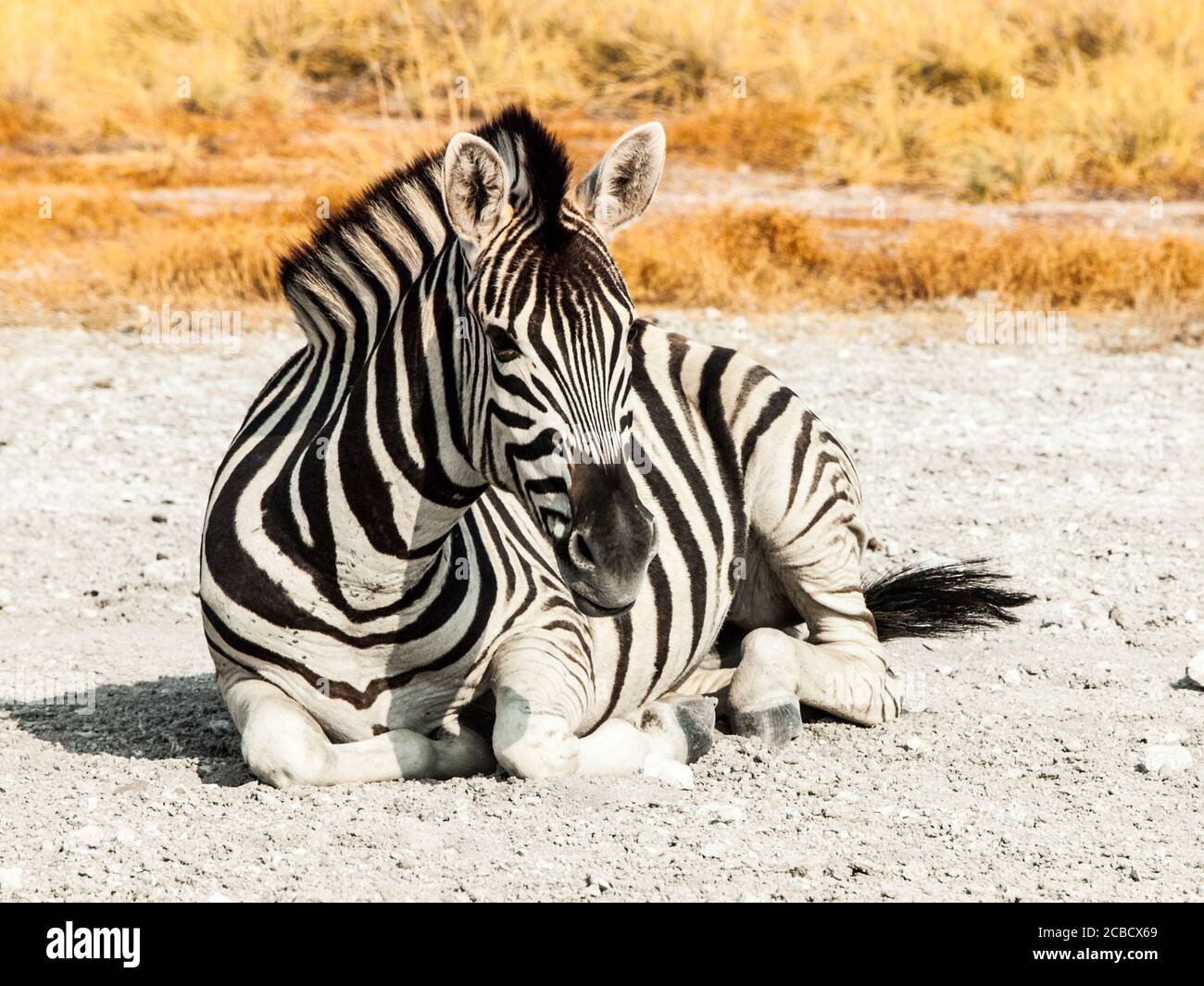 Zebra giace su un terreno polveroso nel mezzo della savana, Etosha National Park, Namibia, Africa. Foto Stock