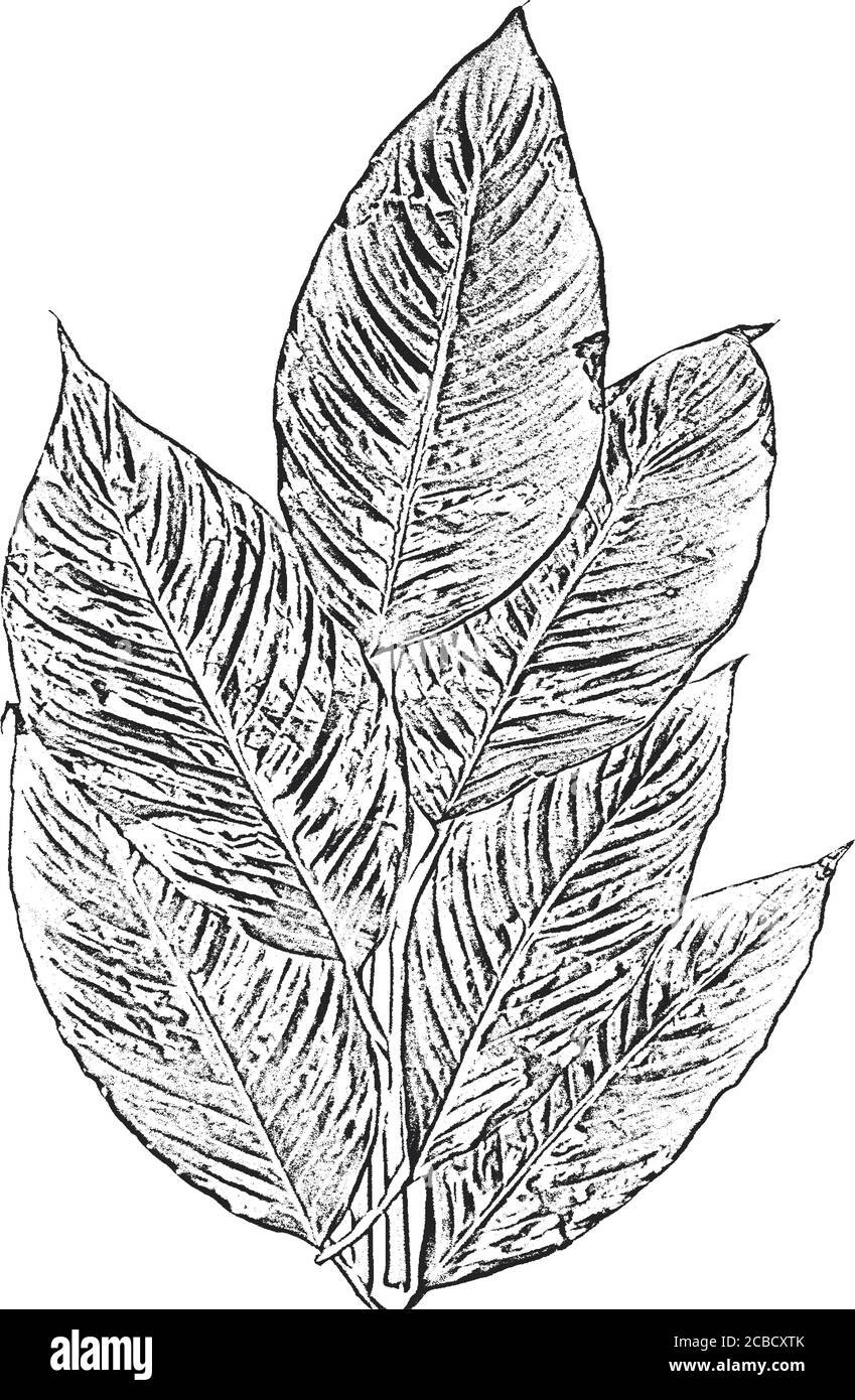 Foglie di albero di distress, texture del foglio illustrativo. Sfondo nero e bianco grunge. EPS8. Illustrazione del vettore. Illustrazione Vettoriale