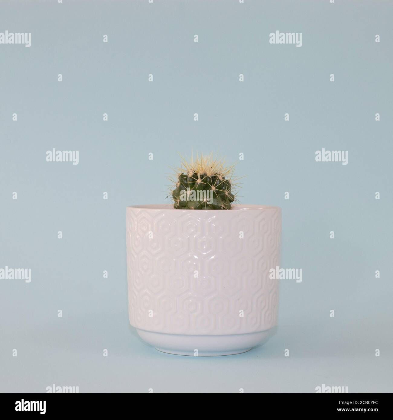 singolo piccolo cactus in vaso in vaso bianco e blu sfondo Foto Stock