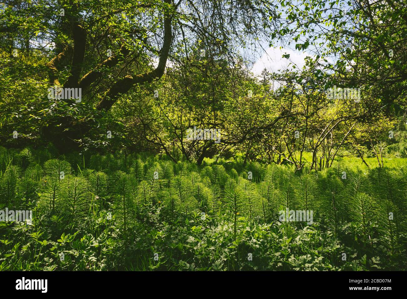 Un campo di Horsetail e alberi Foto Stock