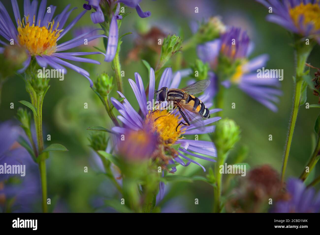 Hoverflies, anche chiamati mosche di fiori o mosche scirpide, costituiscono la famiglia di insetti Syrphidae. Foto Stock