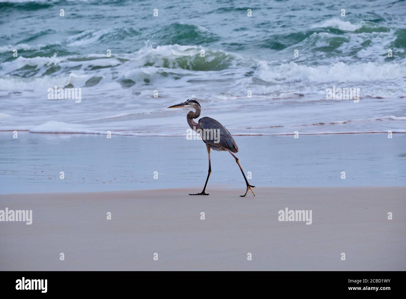 Great Blue Heron cammina lentamente lungo la linea d'acqua guardando la sua preda nelle onde in arrivo. Costa orientale della Florida. Foto Stock