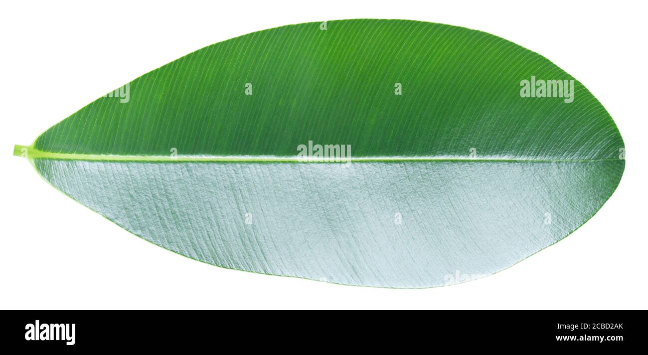 Foglia verde con motivo di venazione pinately parallelo Foto Stock