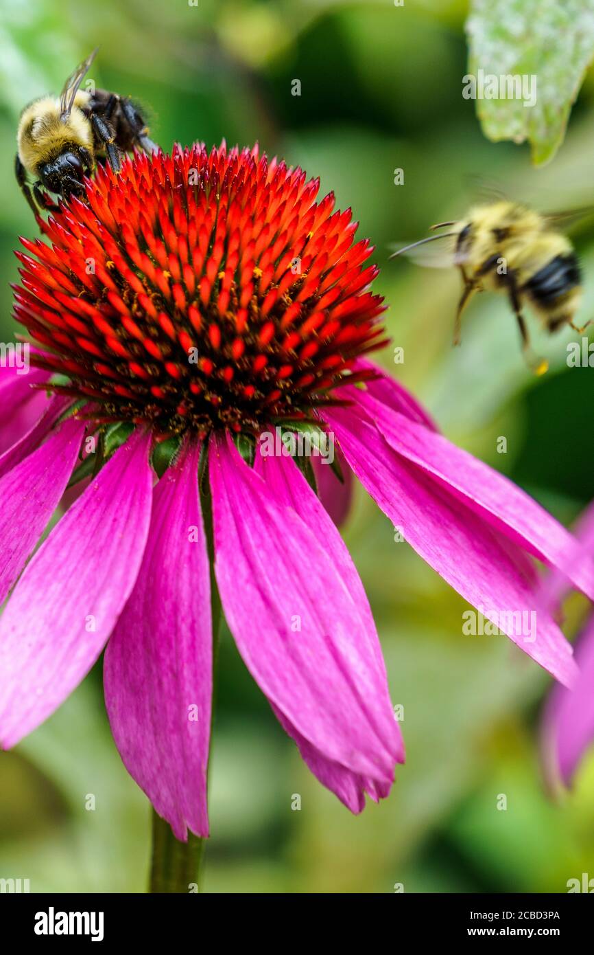 Le api raccolgono polline dai fiori di cono viola in un giardino di fiori selvatici a Grandfather Mountain, Carolina del Nord. Foto Stock