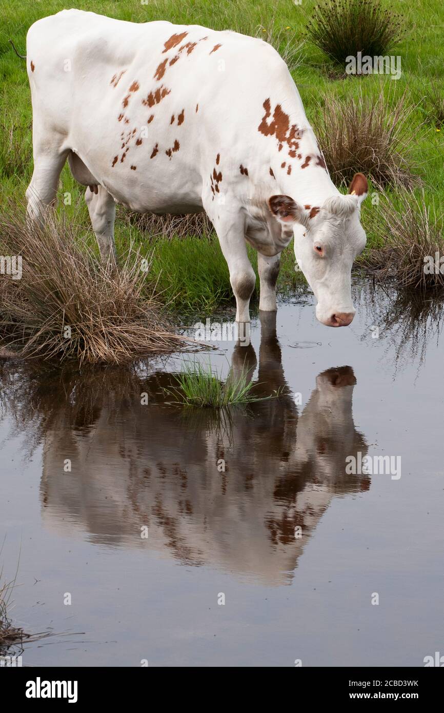 I bovini di Ayrshire sono una razza di bovini da latte provenienti dall'Ayrshire nel sud-ovest della Scozia. Tipicamente hanno segni rossi e bianchi, tonalità di arancio ad una fronte scura Foto Stock