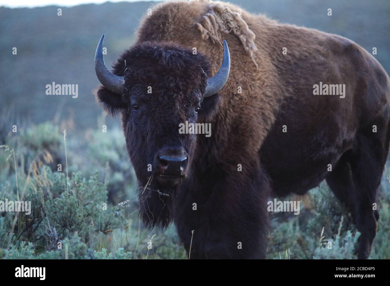 Bisonte americano Foto Stock