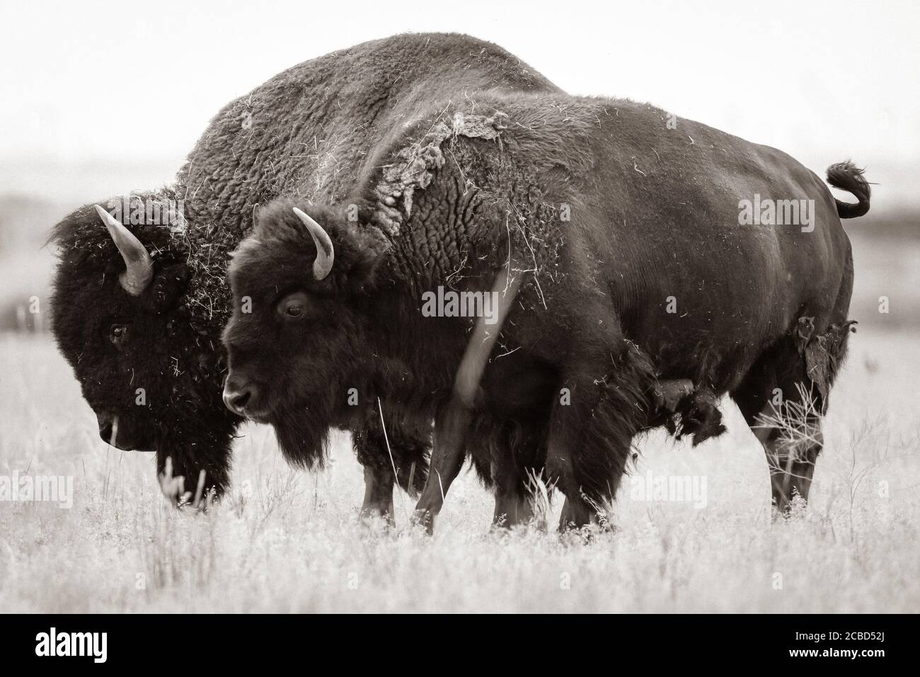 Bufalo americano di bisonte in toro maschio e mucca di seppia femmina Foto Stock
