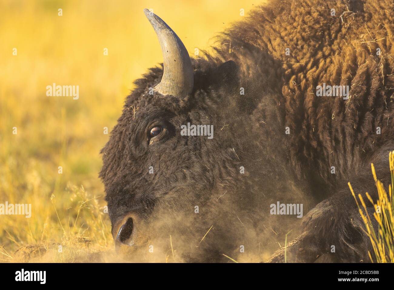 Bufalo americano di bisonte che rotola intorno in sporcizia, polvere ed erba Foto Stock