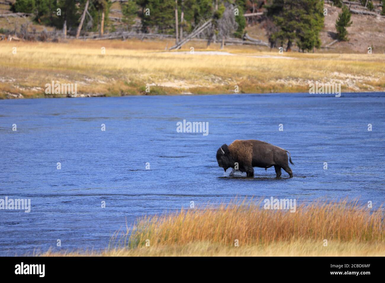 Bufalo americano di bisonte che cammina in un fiume in Yellowstone National Parcheggio Foto Stock