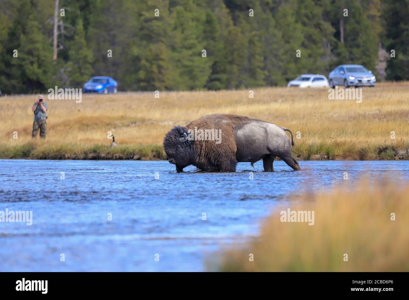 Bufalo americano di bisonte che cammina in un fiume in Yellowstone National Parcheggio Foto Stock