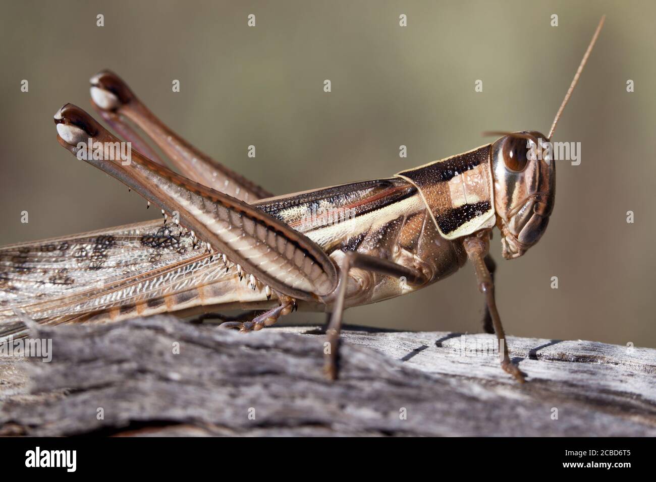 Locusta a gola sputa (Austracris guttulosa). Femmina sul ramo. Marzo 2011. Santuario di Entwood. Sandleton. Murraylands. Australia del Sud. Australia. Foto Stock