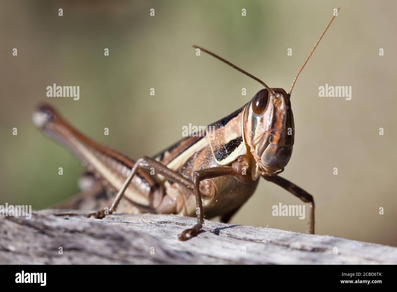 Locusta a gola sputa (Austracris guttulosa). Femmina sul ramo. Marzo 2011. Santuario di Entwood. Sandleton. Murraylands. Australia del Sud. Australia. Foto Stock