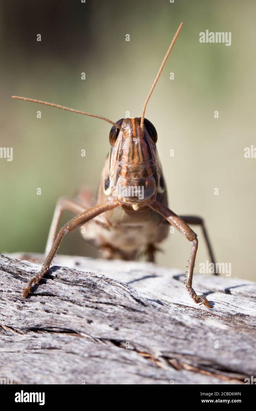 Locusta a gola sputa (Austracris guttulosa). Femmina sul ramo. Marzo 2011. Santuario di Entwood. Sandleton. Murraylands. Australia del Sud. Australia. Foto Stock