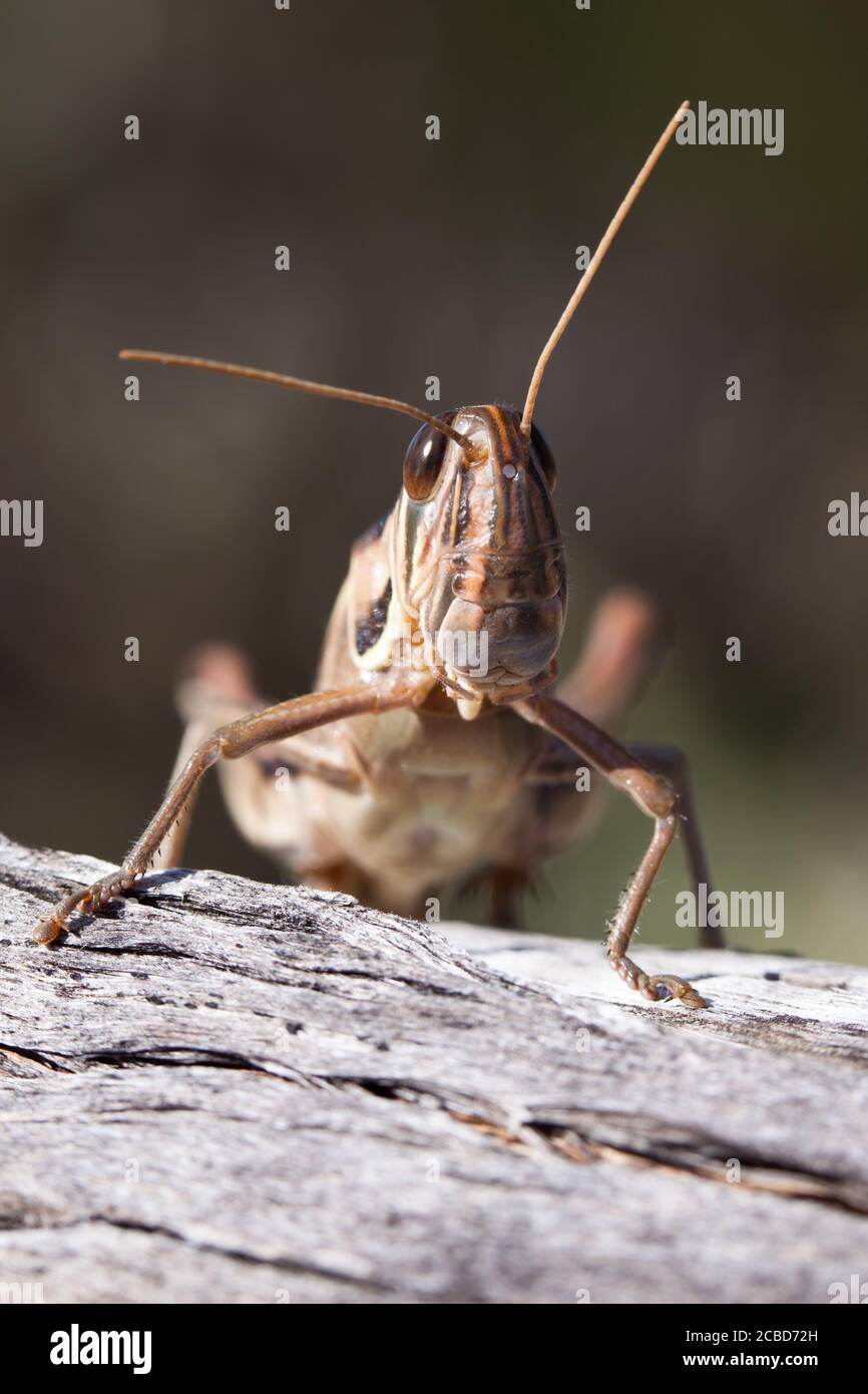 Locusta a gola sputa (Austracris guttulosa). Femmina sul ramo. Marzo 2011. Santuario di Entwood. Sandleton. Murraylands. Australia del Sud. Australia. Foto Stock