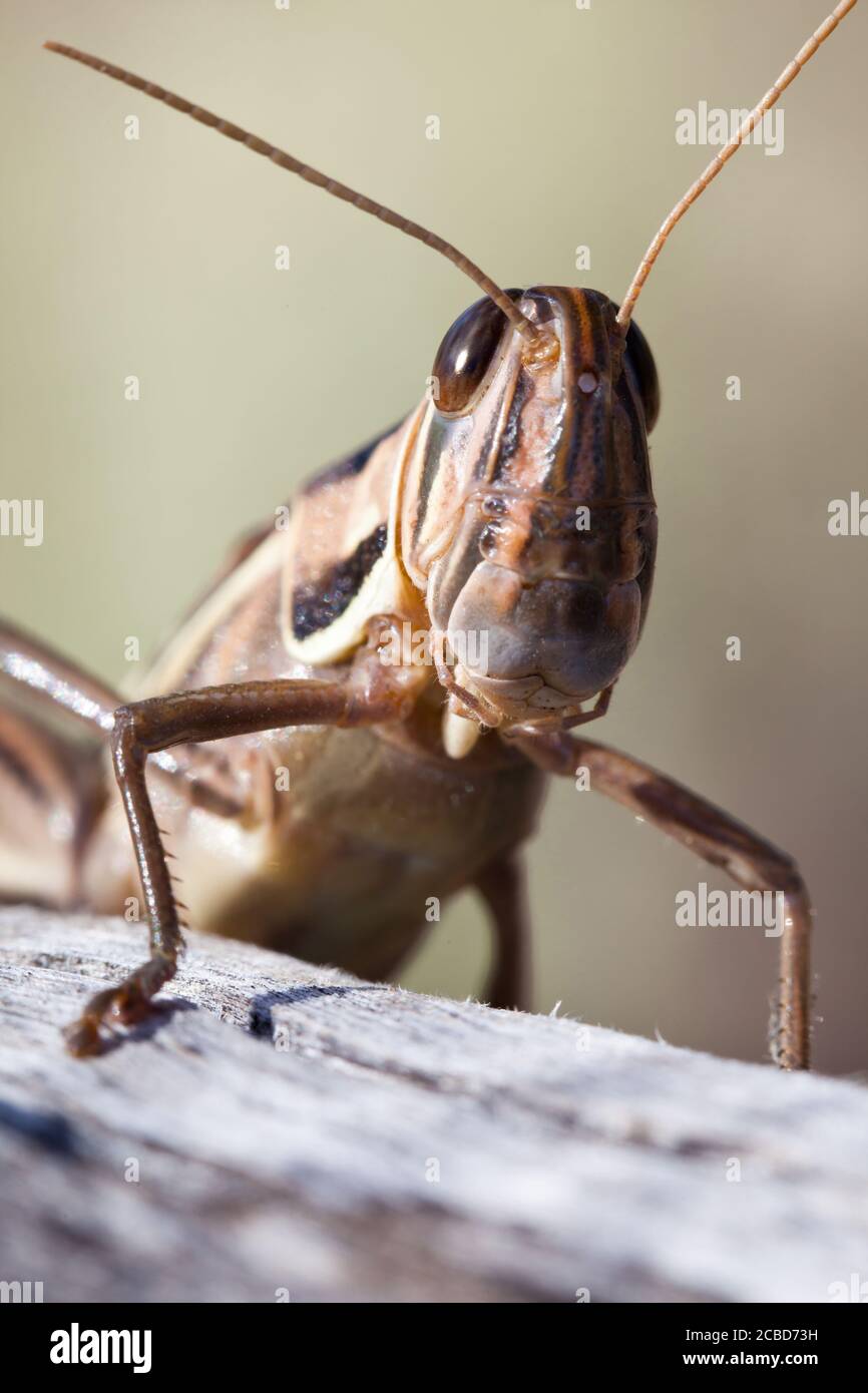 Locusta a gola sputa (Austracris guttulosa). Femmina sul ramo. Marzo 2011. Santuario di Entwood. Sandleton. Murraylands. Australia del Sud. Australia. Foto Stock