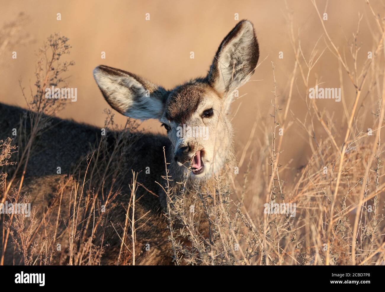 Un primo piano di un Mule Deer in procinto di chomp giù su alcuni ramoscelli legnosi. Foto Stock