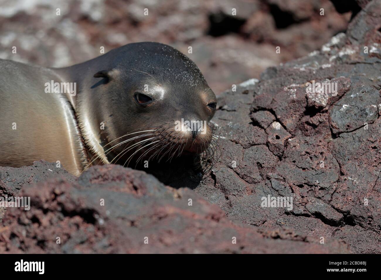 Galapagos Fur Seal (Arctocephalus galapagoensis), Isla San Cristobal, Galapagos, Ecuador 18 novembre 2017 Foto Stock