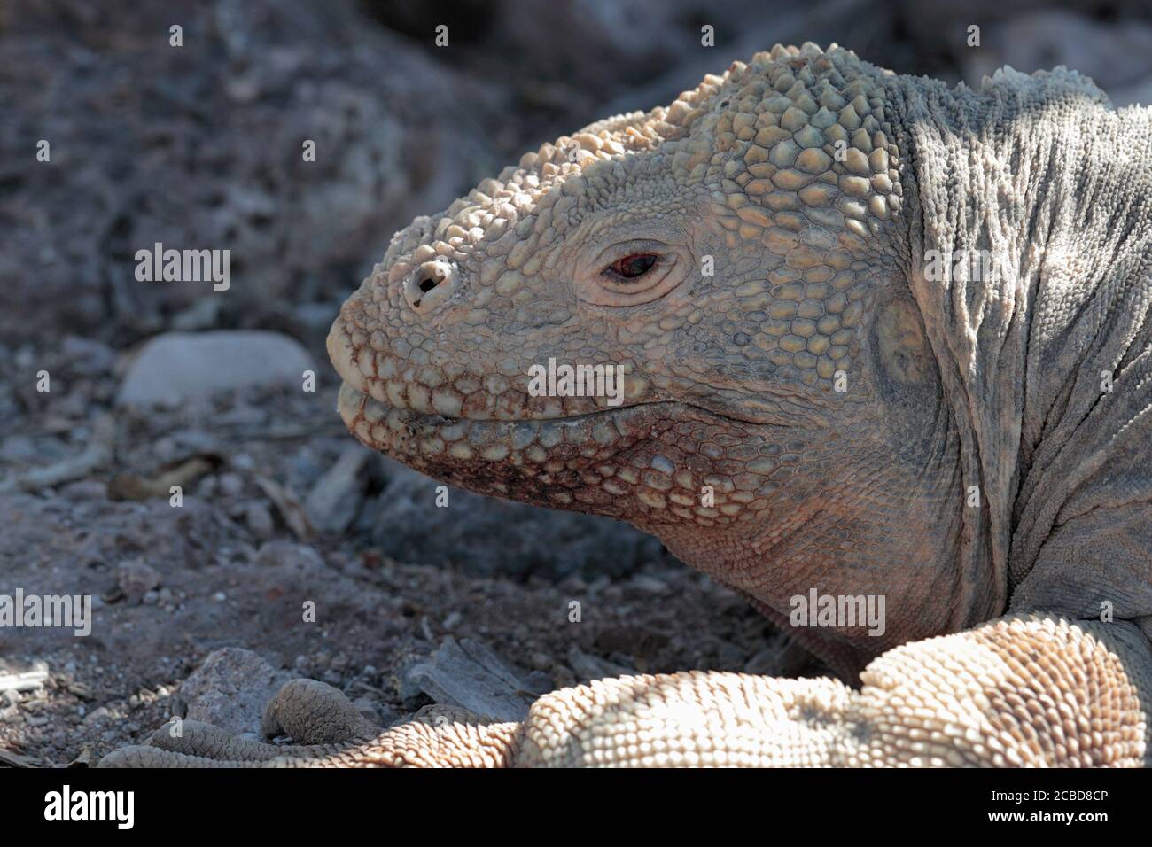 Terra Iguana (subcristatus Conolophus) - Plaza sur, fuori Isla Santa Cruz, Galapagos Ecuador 26 Nov 2017 Foto Stock