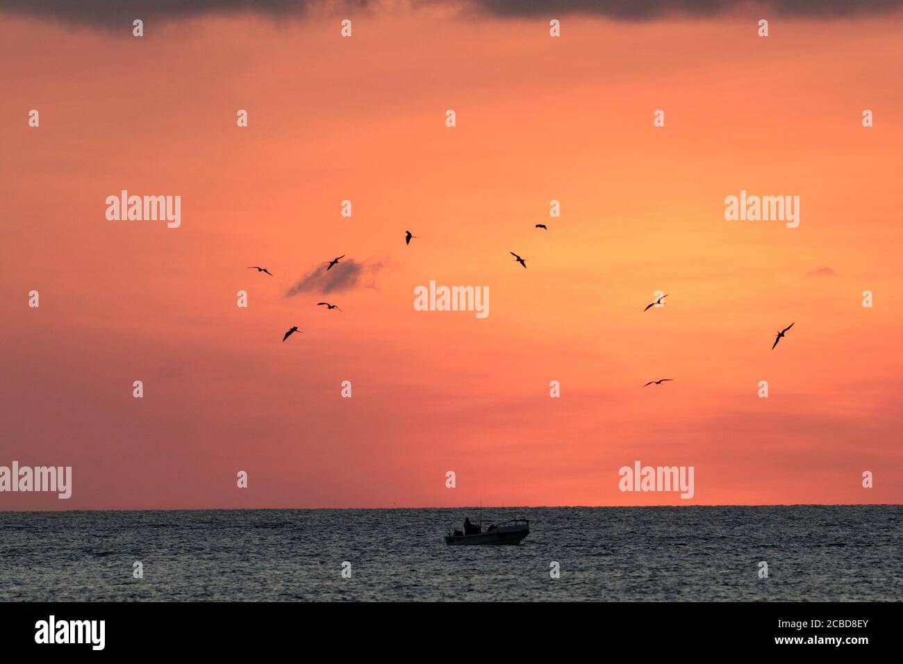 Puerto Baquerizo Moreno, - fregatebirds al tramonto - Isla San Cristobal, Galapagos, Ecuador 25 Nov 2017 Foto Stock