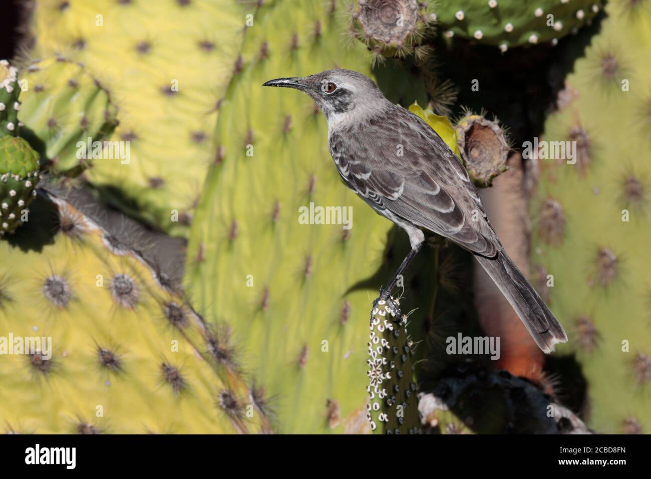 San Cristobal Mockingbird (Nesomimus melanotis), Isla San Cristobal, Galapagos, Ecuador 25 novembre 2017 Foto Stock