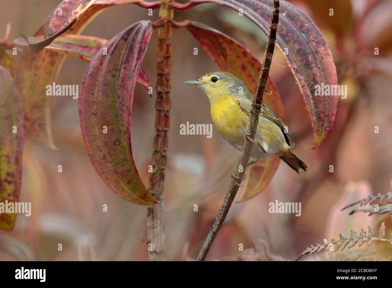 Yellow Warbler (Dendroica petechia), Isla Santa Cruz, Galapagos, Ecuador 17 novembre 2017 Foto Stock