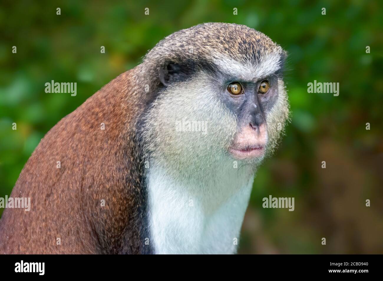 Ritratto di scimmia Mona. In via di estinzione primate nella Foresta Nazionale di Grand Etang, Foresta pluviale, Grenada, Isola dei Caraibi, Indie Occidentali Foto Stock