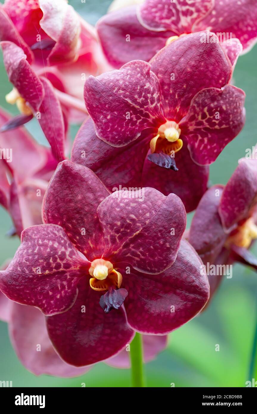 Orchidee puntate di rosso profondo con un centro giallo. Falaenopsis o Moth dendrobium Orchidea fiori. Barbados, Indie Occidentali, Caraibi Foto Stock