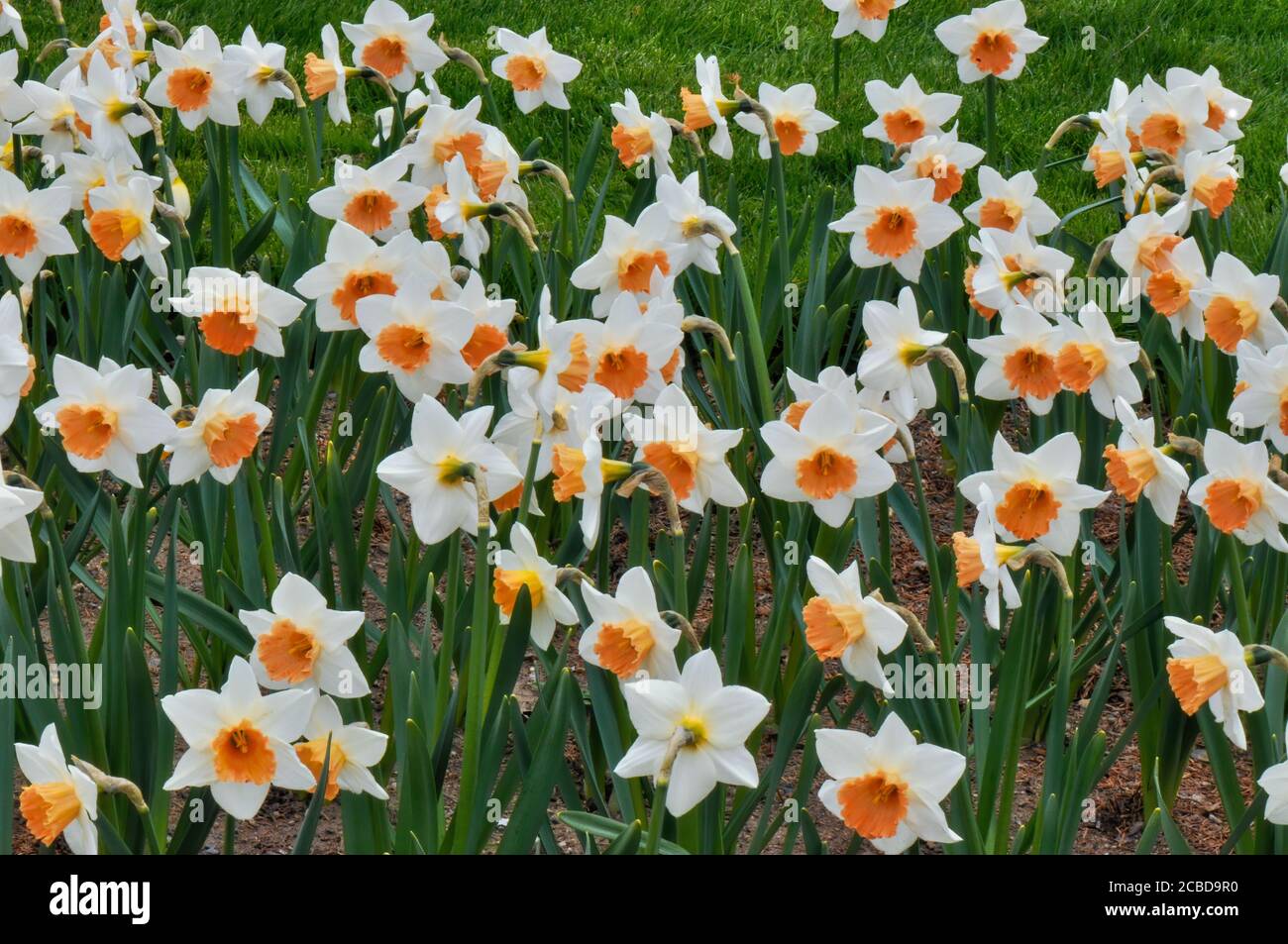 Fiori di Narcissus, conosciuti anche come narcisi, naffadowdilly e jonquil. Fiori bianchi con centri gialli. Foto Stock