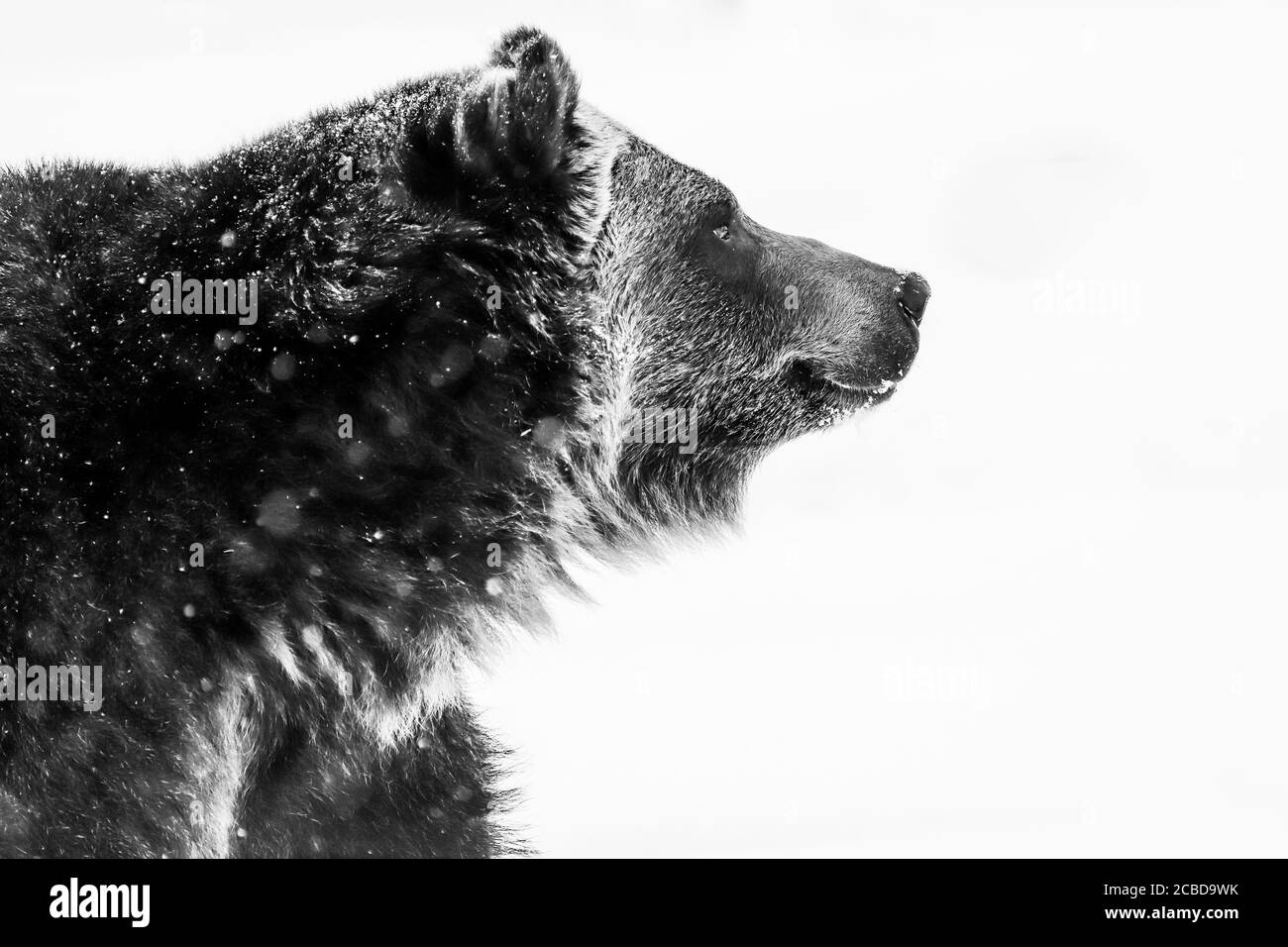 Grizzly bar nella neve ursus arctos Foto Stock
