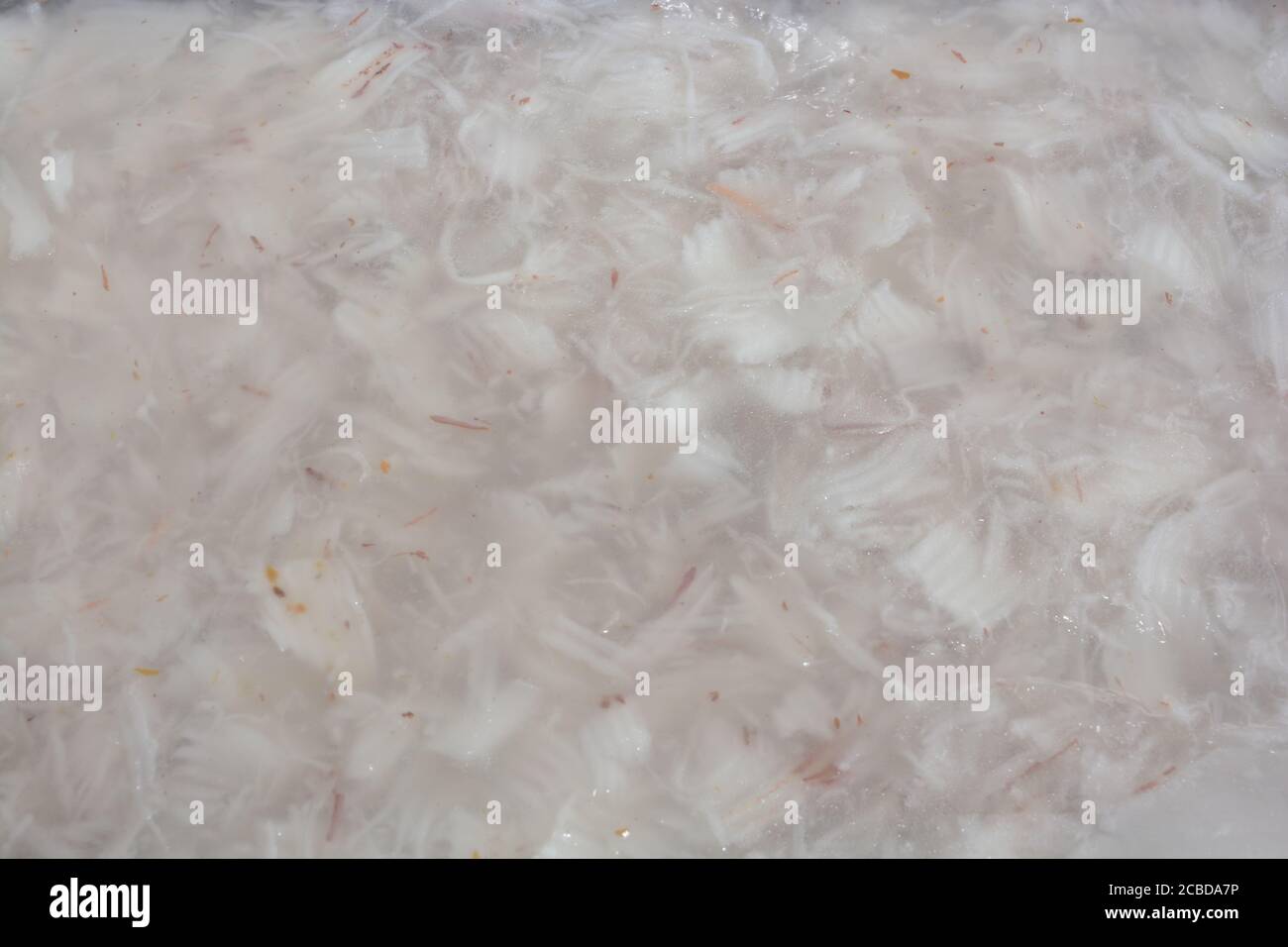 Gelatina di latte di cocco con cocco giovane Foto Stock