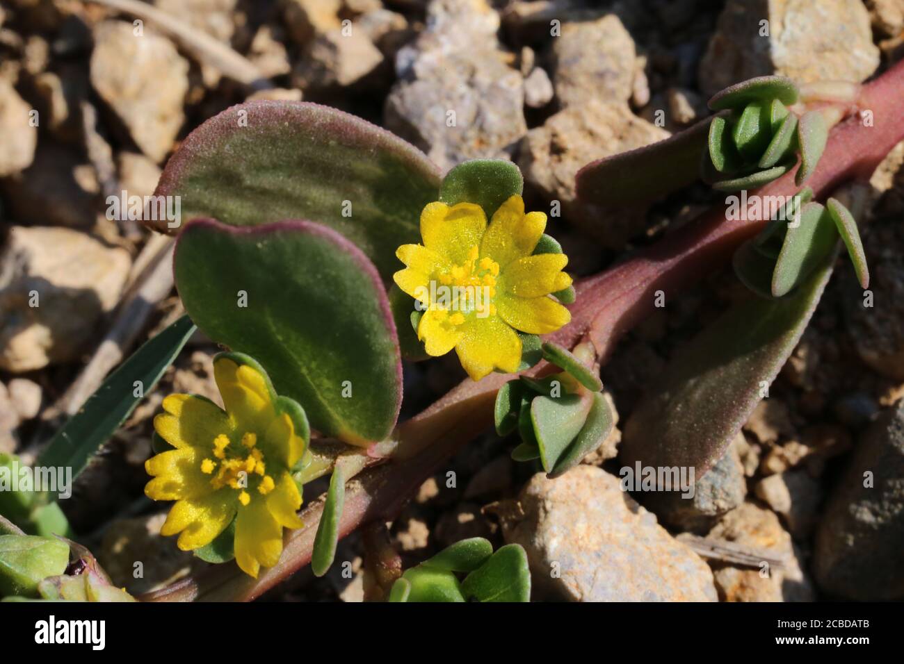 Portulaca oleracea, porslane comune. Pianta selvaggia fotografata in autunno. Foto Stock