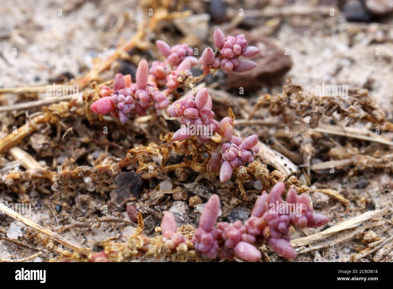 Maritima di Suaeda, alga erbacea. Pianta selvaggia fotografata in autunno. Foto Stock