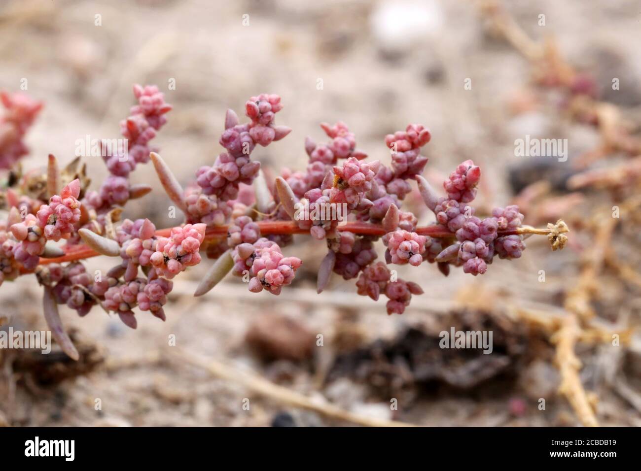 Maritima di Suaeda, alga erbacea. Pianta selvaggia fotografata in autunno. Foto Stock