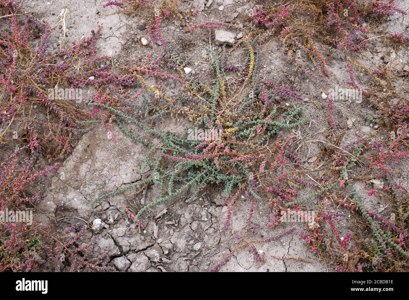 Maritima di Suaeda, alga erbacea. Pianta selvaggia fotografata in autunno. Foto Stock