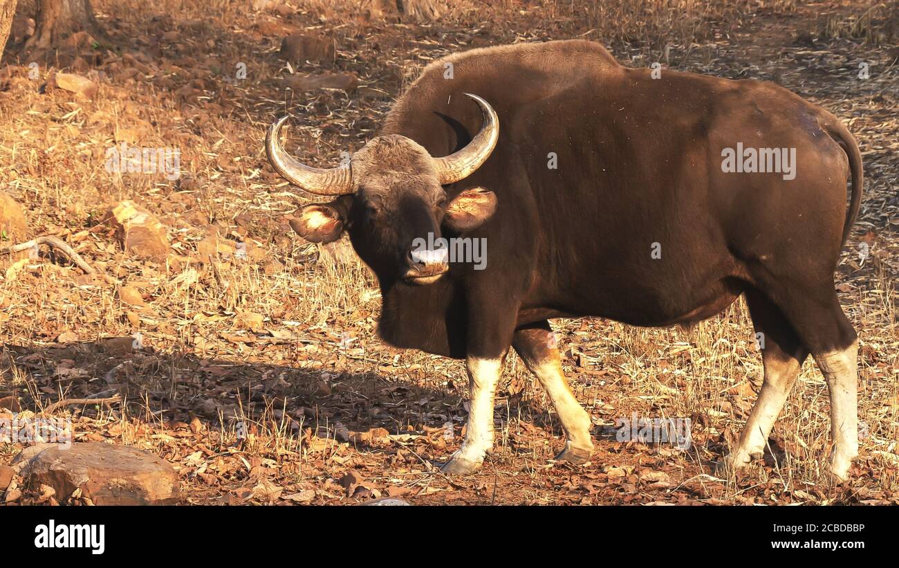 un gaur si affaccia sulla fotocamera alla tigre tadoba andhari Foto Stock