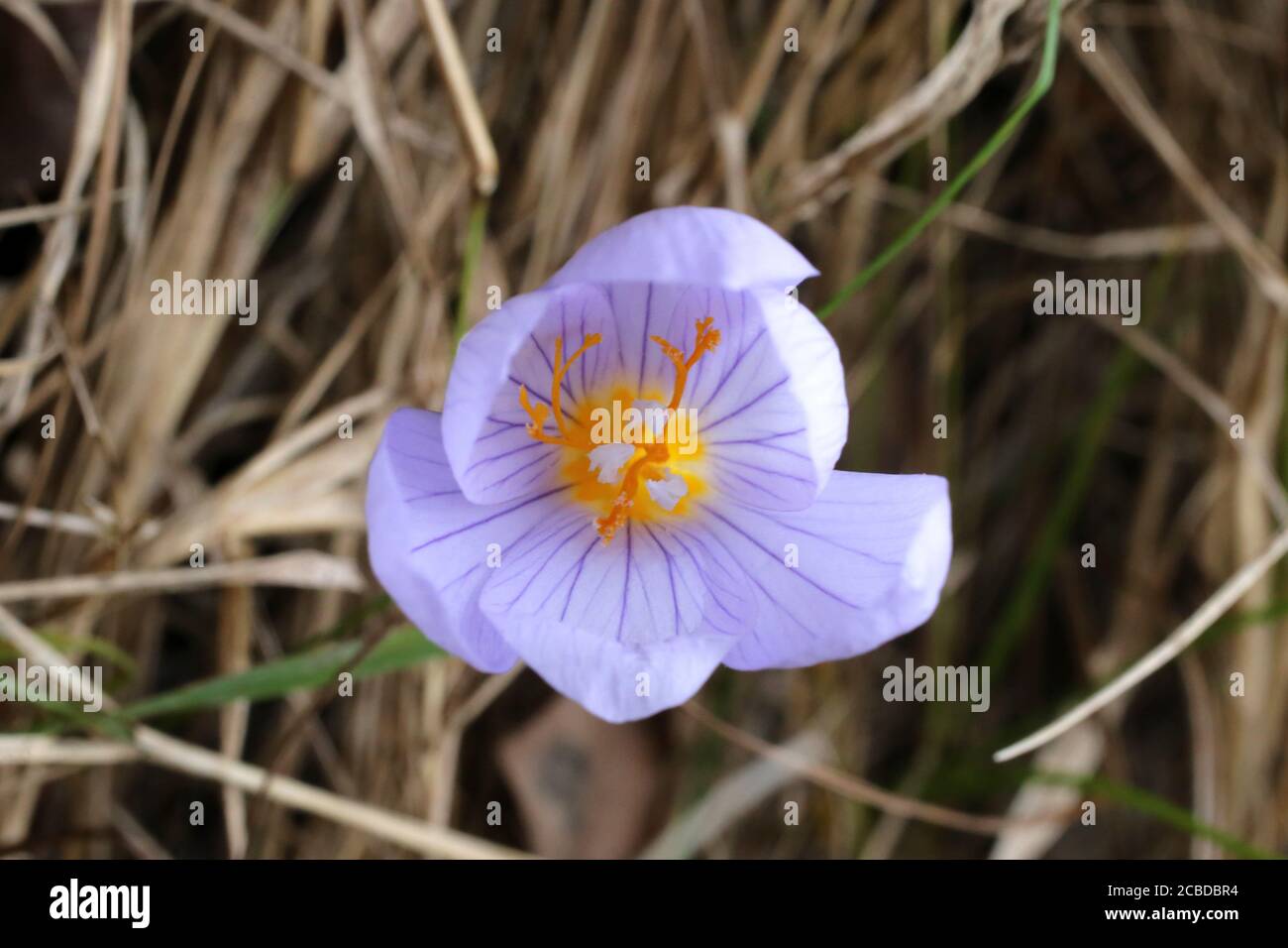 Crocus pulchellus, Crocus peloso. Pianta selvaggia fotografata in autunno. Foto Stock