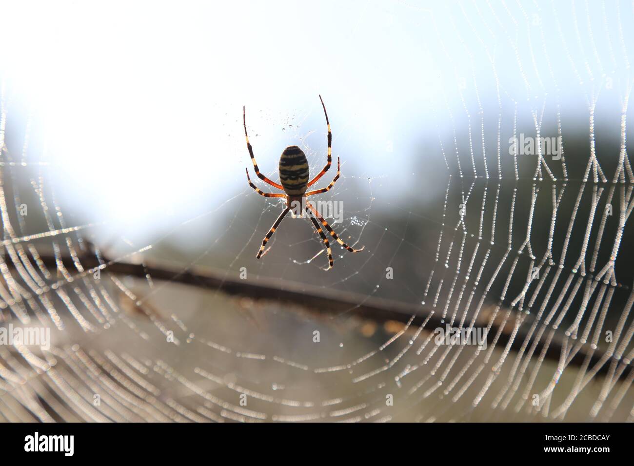 Ragno giallo-nero nel suo spiderweb - Argiope bruennichi Foto Stock