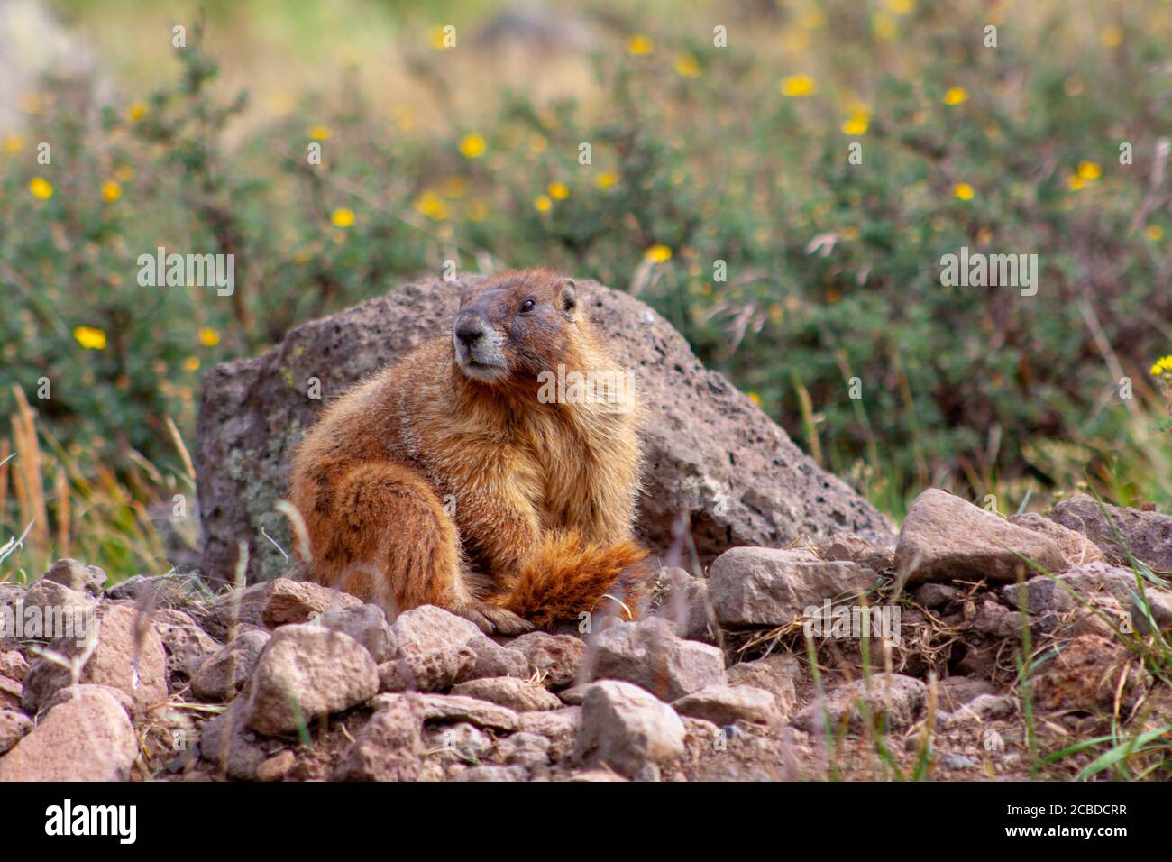 La marmotta dal colore giallo si trova tra le rocce nella Weminuche Wilderness vicino a Creede, Colorado, USA Foto Stock