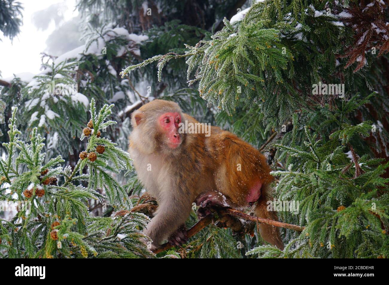 primo piano di scimmia seduta su rami di alberi, animali in inverno Foto Stock