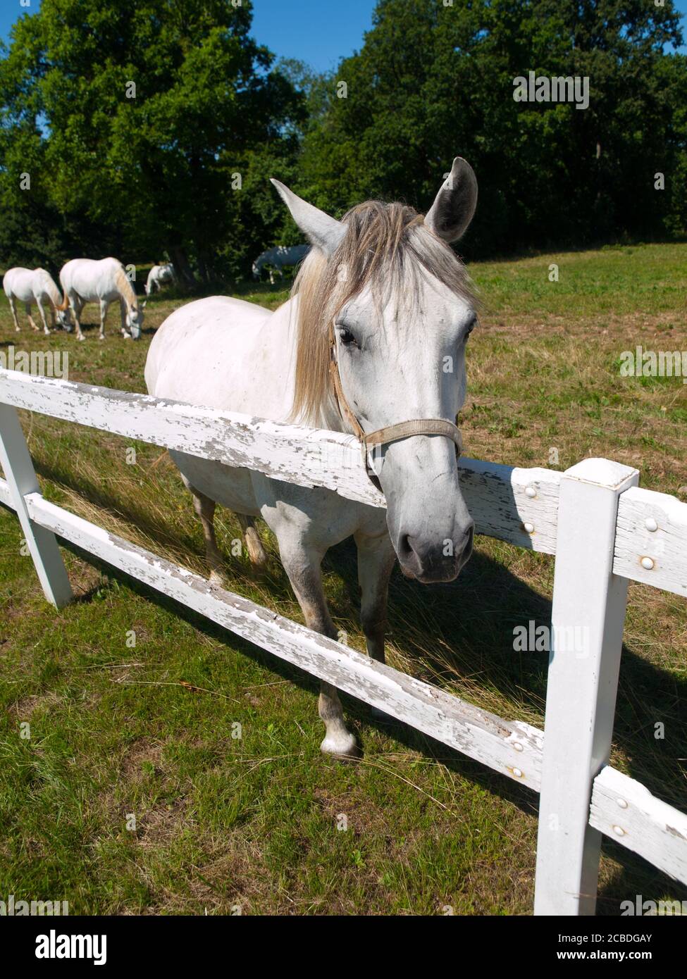 Ritratto dello stallone Lipizzaner in piedi dietro la recinzione, Lipica, Slovenia Foto Stock