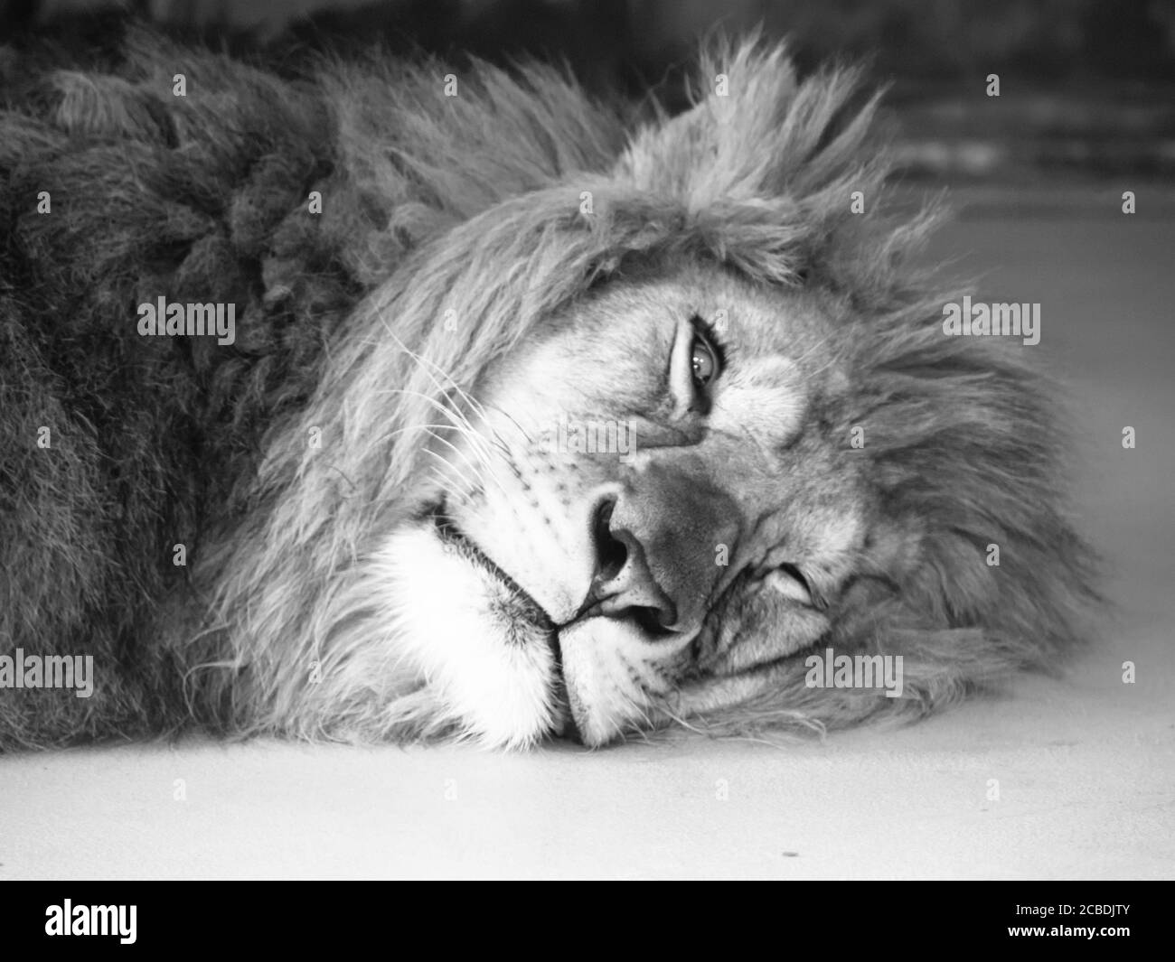 Leone maschio stanco che giace su un terreno con un occhio aperto. Immagine in bianco e nero. Foto Stock