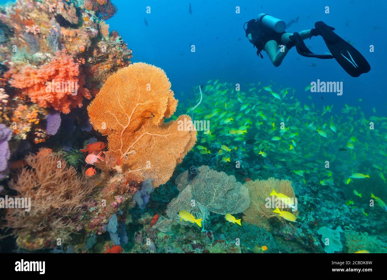 Giovane donna scuba diver esplorare Coral reef, attività subacquee Foto Stock